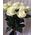 Imported white roses 1