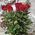 Bouquet of long roses - view 4
