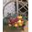 Fruit basket for the New Year with spruce branches 1
