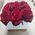 Box of red roses 1