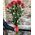 Meter roses red 1