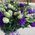 A bouquet of blue eustoma - 1
