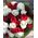 Red and white roses - 1