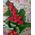 Male bouquet - 1