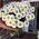A chic bouquet of chamomiles - view 4