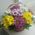 Basket of multi-colored chrysanthemums 7