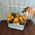 Basket of tangerines 3