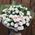 Small roses - view 3
