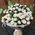 Small roses - view 4