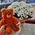 Bear with a bouquet of flowers 2