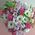 Live flowers in a box 14