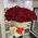 101 Dutch rose 1