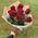 7 red import roses 4