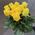 Bouquet of 11 yellow roses 7