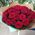 Bouquet of 25 red roses 7