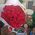 Bouquet of red roses for birthday 3