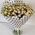Flowers rose bush 1