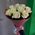 Nine white roses 4