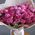 A small bouquet of pink roses 6