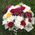 Original bouquet in box 1