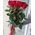Roses on a long leg 3