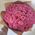 Excellent pink roses 1