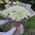 101 white rose 40 cm 1