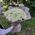 101 white rose 40 cm 2