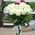 White roses and one red rose 2