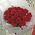 Bouquet 21 red rose 2