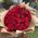 Bouquet 61 red rose 1