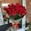 Imported roses with large bud 11