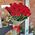 Imported roses with large bud 12