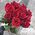 Red roses on a long leg 8