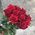 Red roses on a long leg 9