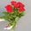 Simple bouquet of 7 roses 7