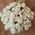 15 bush cream roses in a box 2