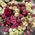 Bouquet from rose spray 9