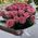 Bouquet short roses 27 pcs 3