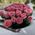 Bouquet short roses 27 pcs 4