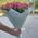 Bouquet short roses 27 pcs 5