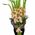 Beautiful bouquet of coral gladiolus