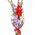 Five multi-colored gladioli