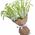Gorgeous bouquet of white gladiolus