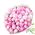 25 импортных пионов