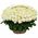 101 white roses in a basket