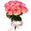 11 Jumilia roses
