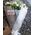 Bouquet from eustomas - 1