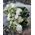 Bouquet from eustomas - 2