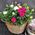 Arrangement of shrub roses in pots in a basket type 1